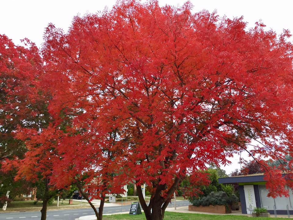 Tree red