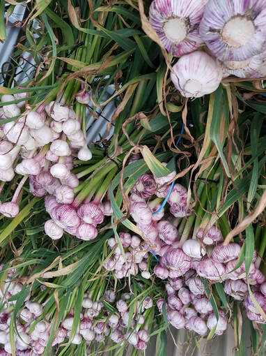 Hanging fresh garlic