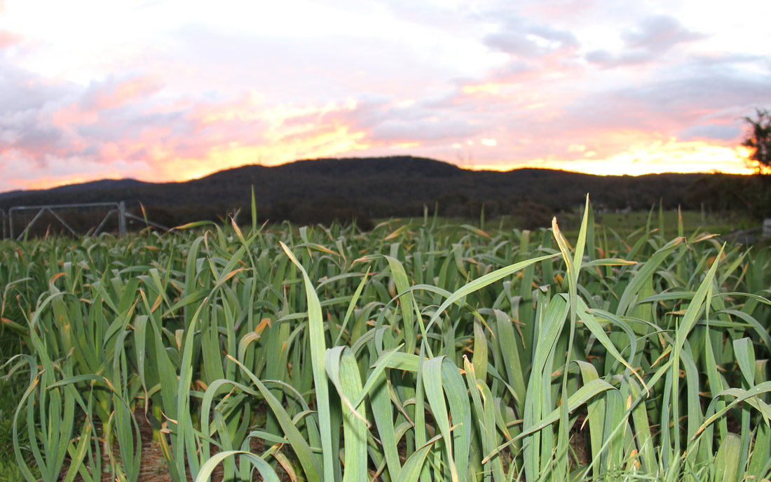 Garlic paddock with sunset