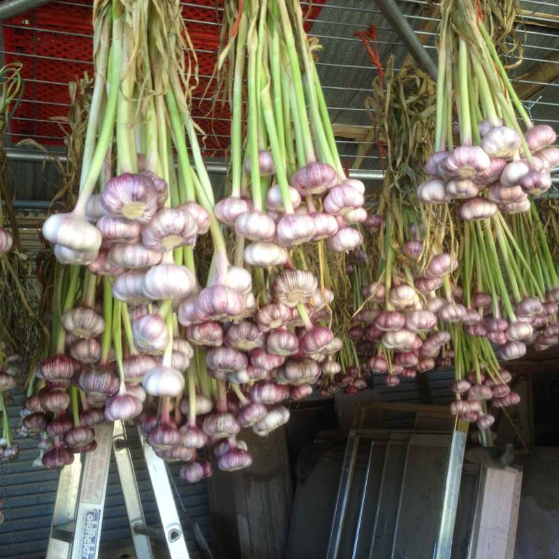 Hanging purple garlic