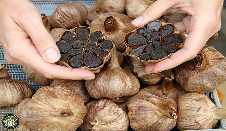 Black garlic bulbs in hands